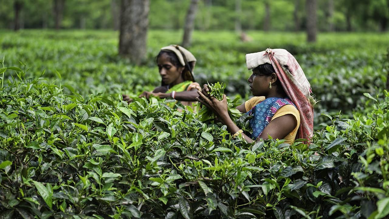India's tea export prospect to G20 nations bright, say stakeholders