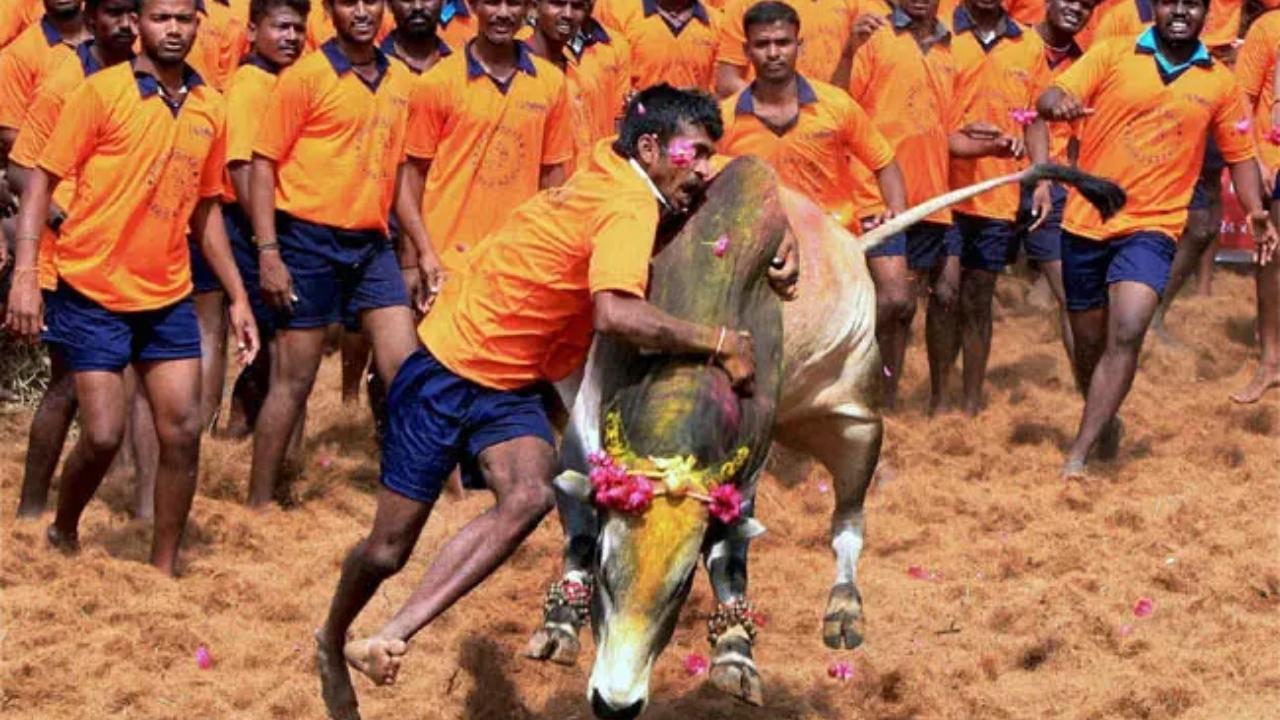 Jallikattu season begins in Tamil Nadu with active participation 