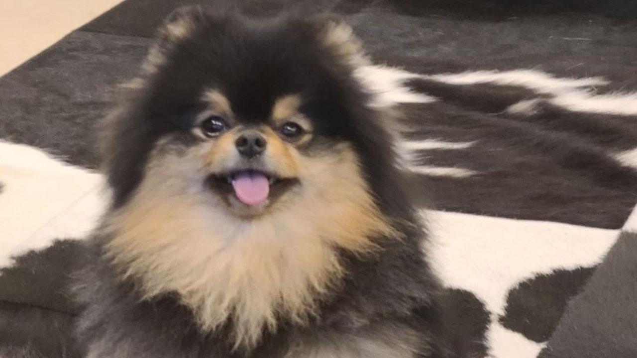 V's picture of his pet dog Yeontan made him the first and only Asian act to reach 20 million likes on an Instagram post. Not just that, Taehyung's has also earned the 18th most-liked Instagram post of all time. He is the only Asian in the Top 20 who has entered Wikipedia's ranking. 