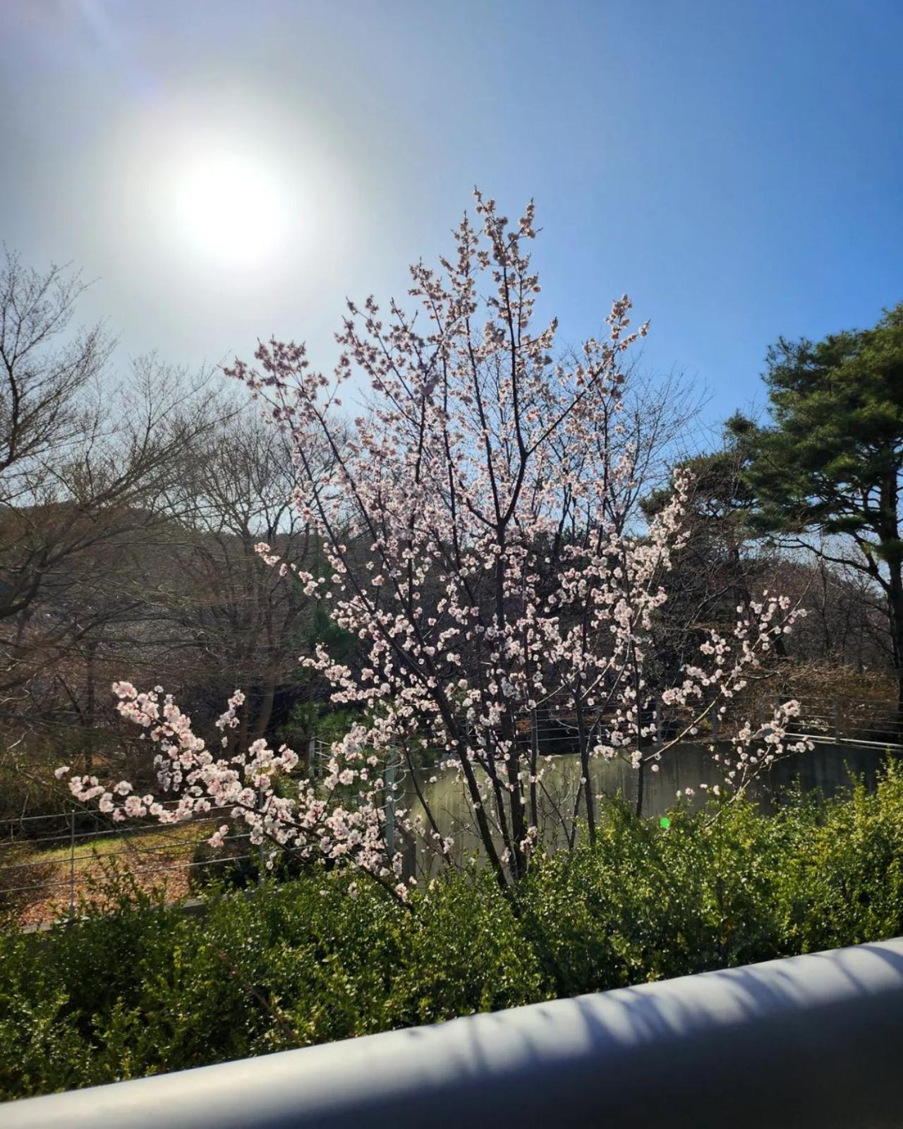 Namjoon documents several pretty sights that come across his way - be it a photograph of beautiful spring cherry blossoms like this one (of course, this one will hold a special place in the heart of the 'Spring Day' writer) or a random adorable cat on his way to work