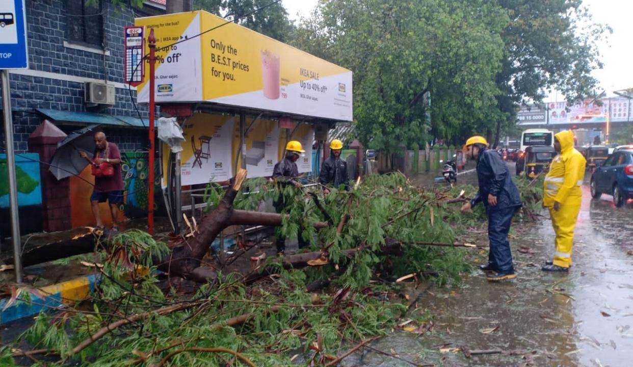 Tree falls on road in Thane, no injuries reported