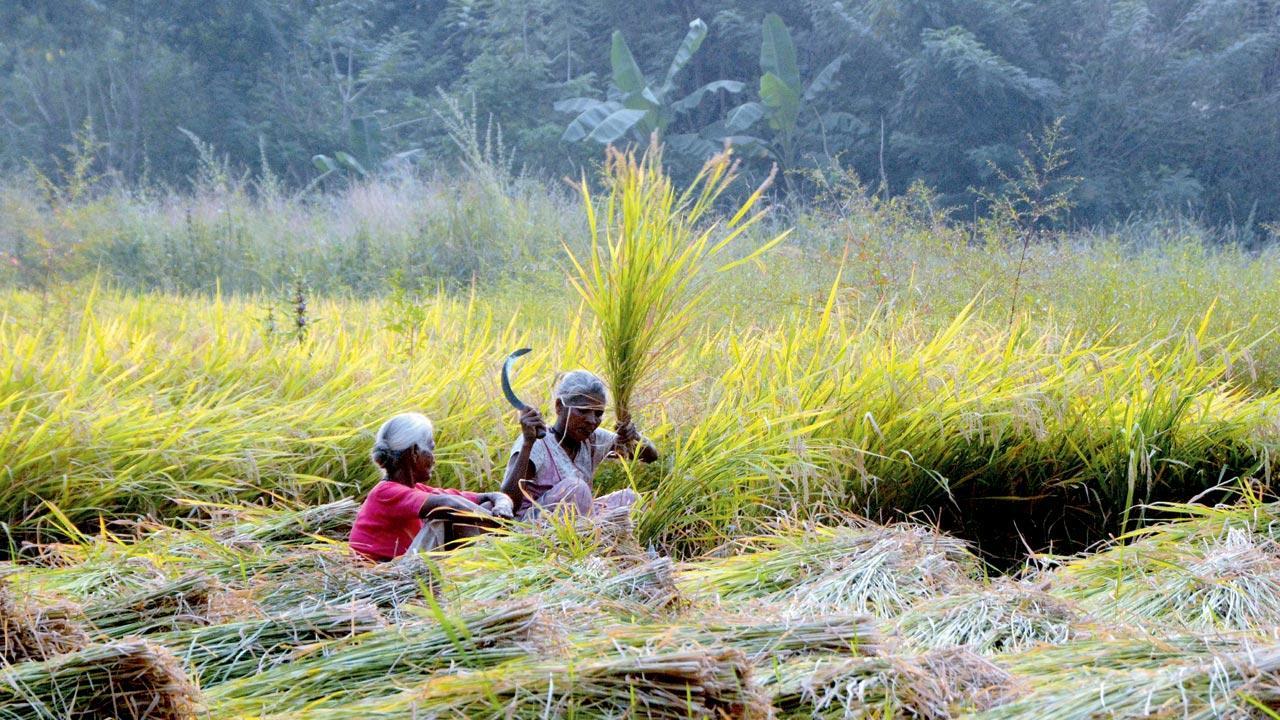 Mumbai: Aarey’s forest patch to be walled off to keep encroachers at bay
