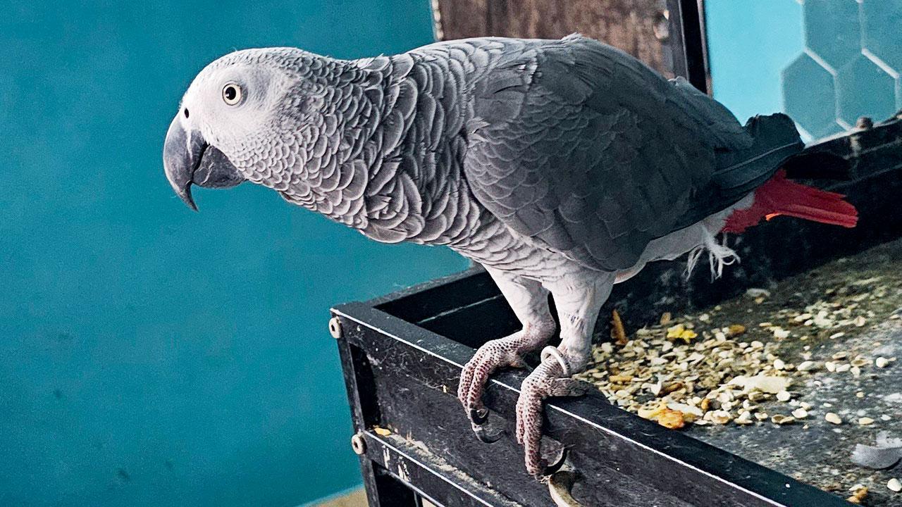 Coco