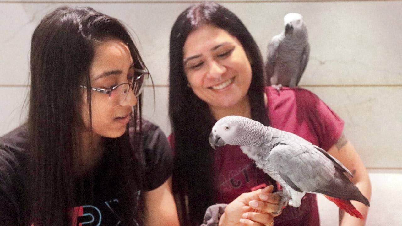 Mumbai: Mid-Day report reunites African Grey parrot with pet parent