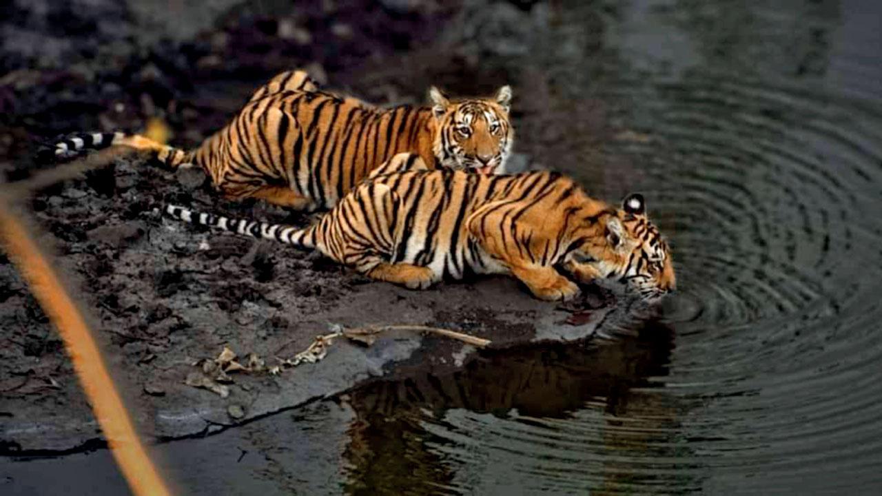 In Photos: Maharashtra’s tiger belt put on red alert