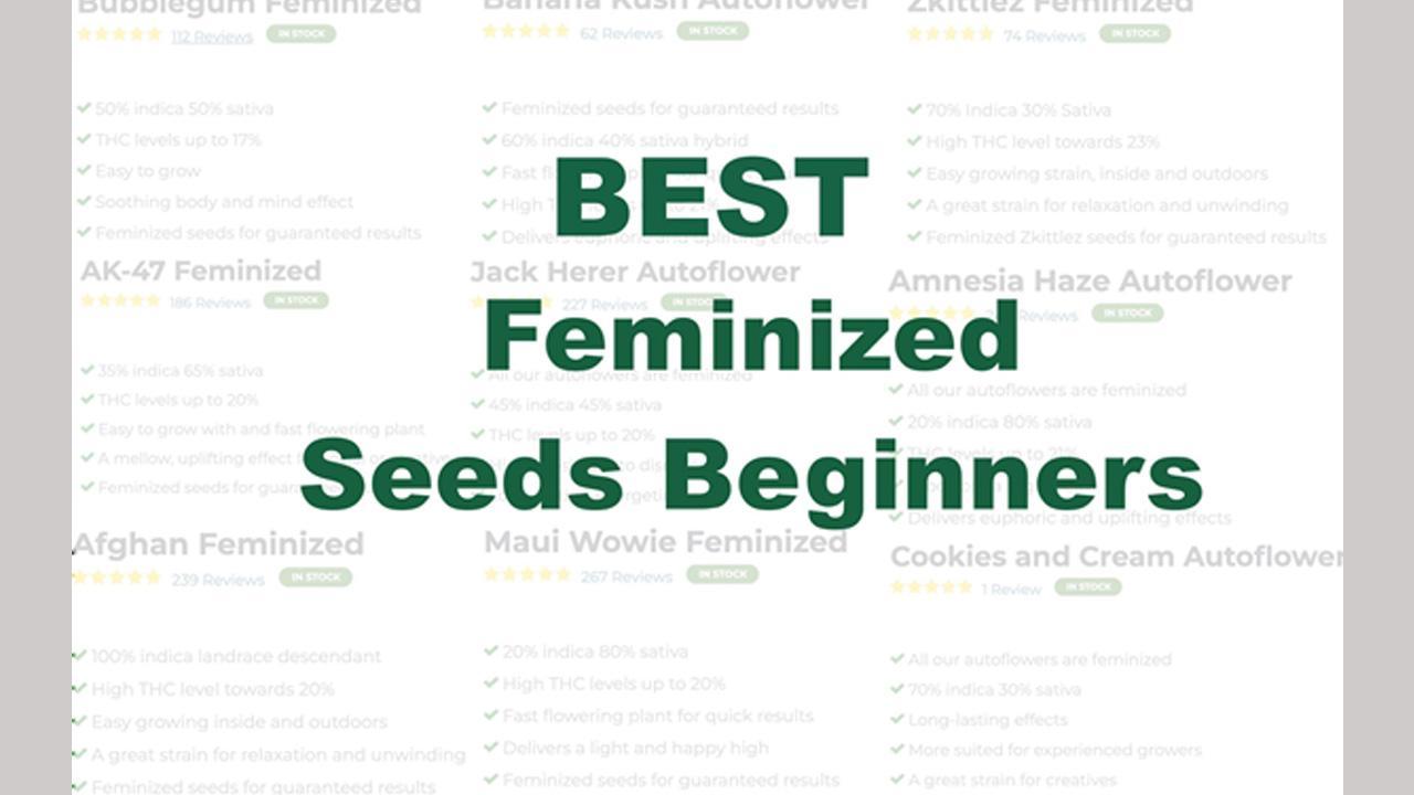 Best Feminized Seeds to Buy in 2023: Top 10 Female Marijuana Strains for Outdoor
