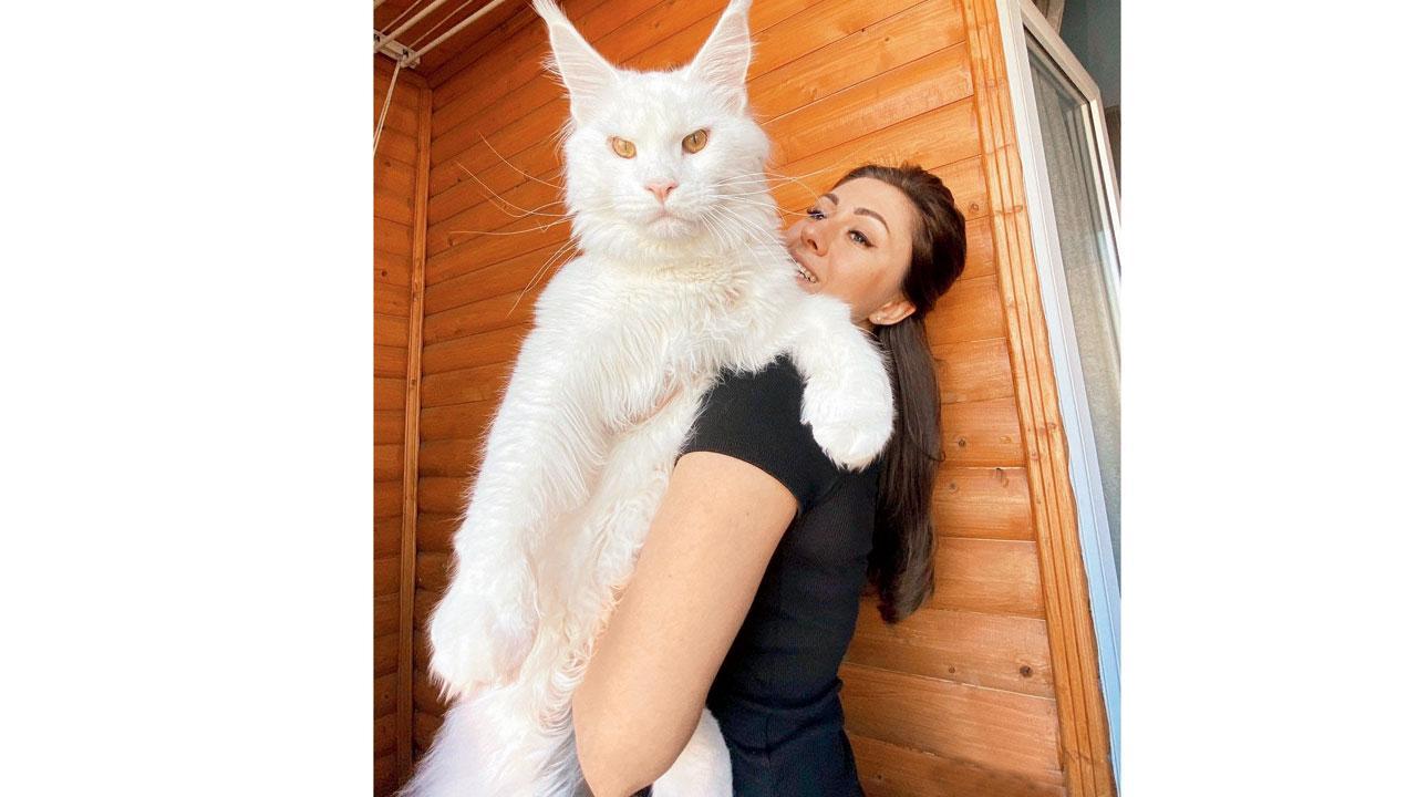 King-size kitty