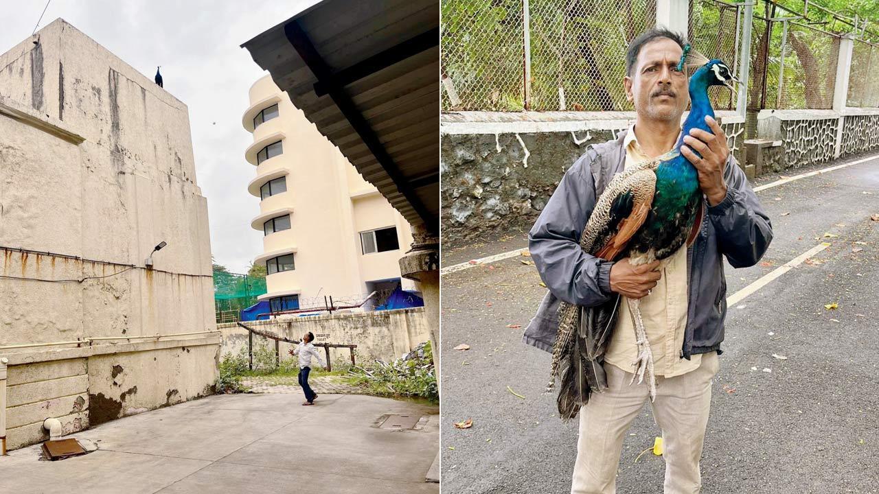 Raj Bhavan peacock goes on Mumbai Darshan