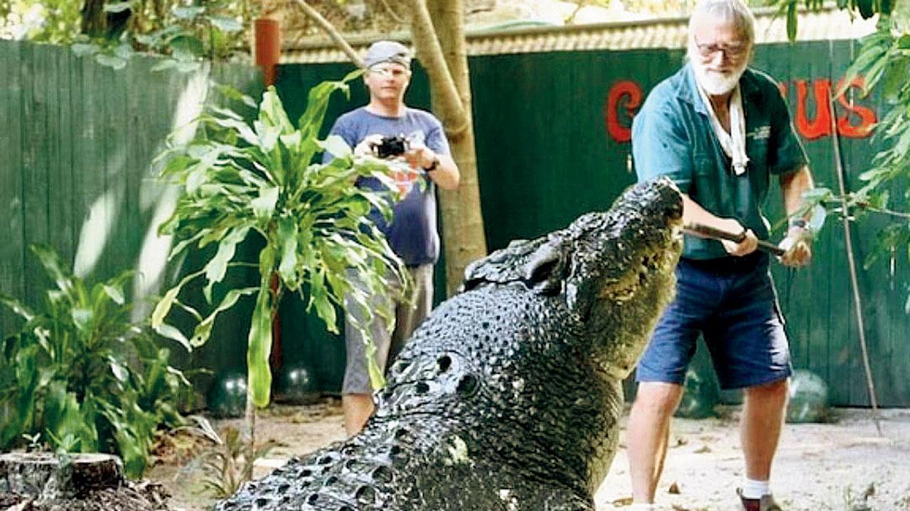 Giant centenarian croc!