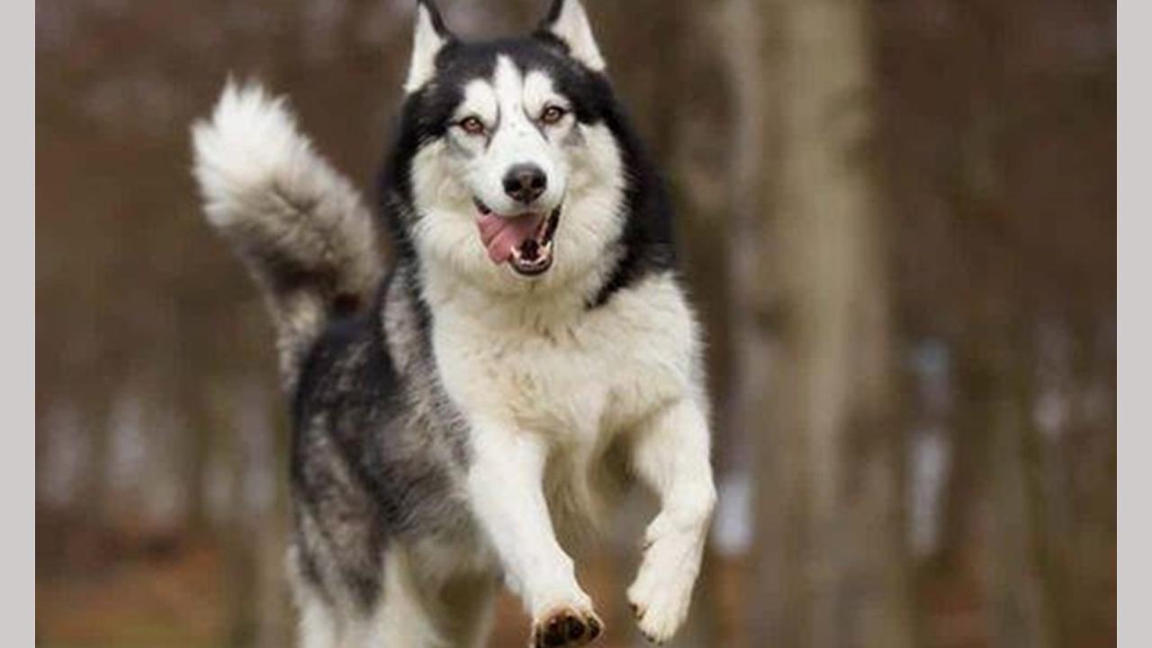 Discover the World of Wolf Dog Breeds: A Resource by Aapt Dubey's 'It's ...