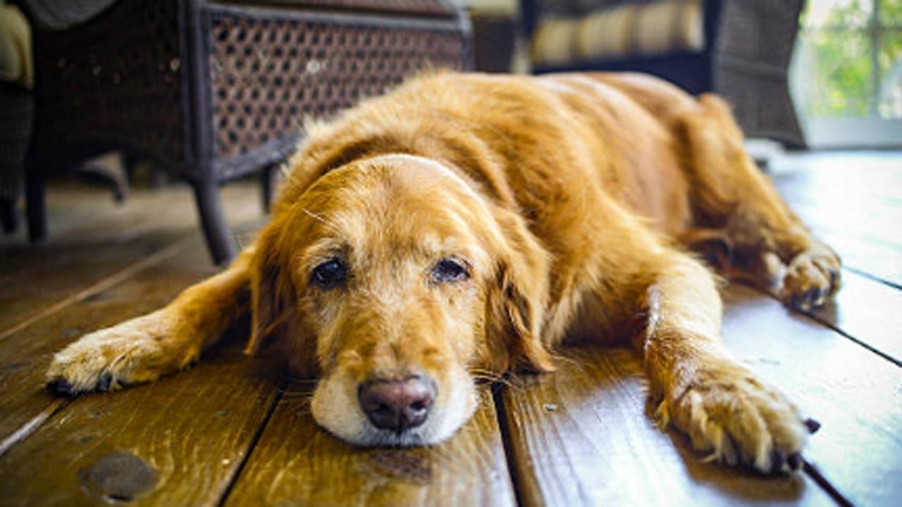 Your canine friends can now pave way for cancer cure in humans