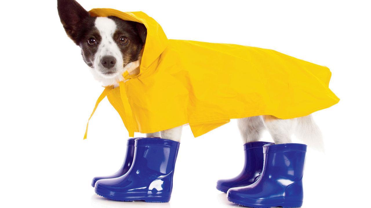 6 essential tips to take care of your pet during monsoon