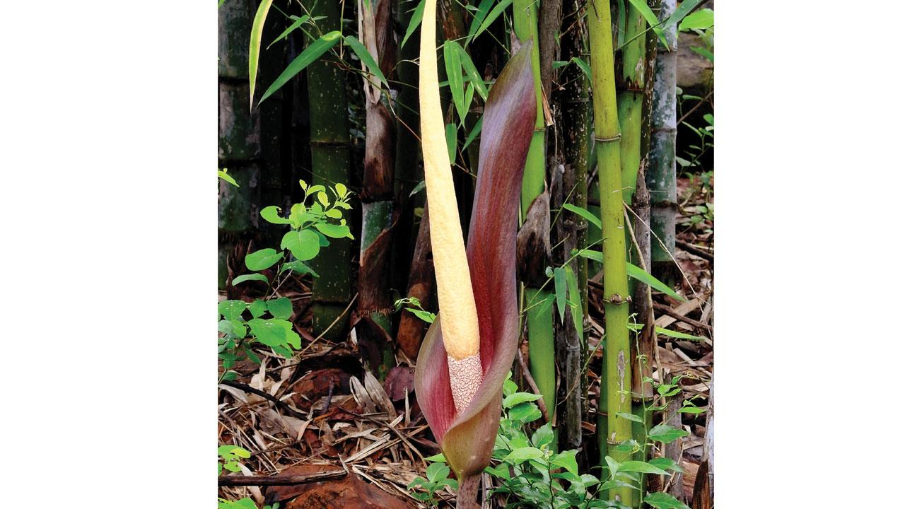 Dragon stalk yam. Pic courtesy/Wikimedia Commons