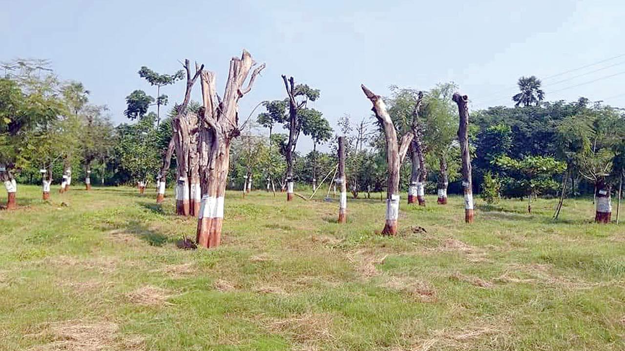Mumbai: Environmentalists smell a scam in tree transplantation