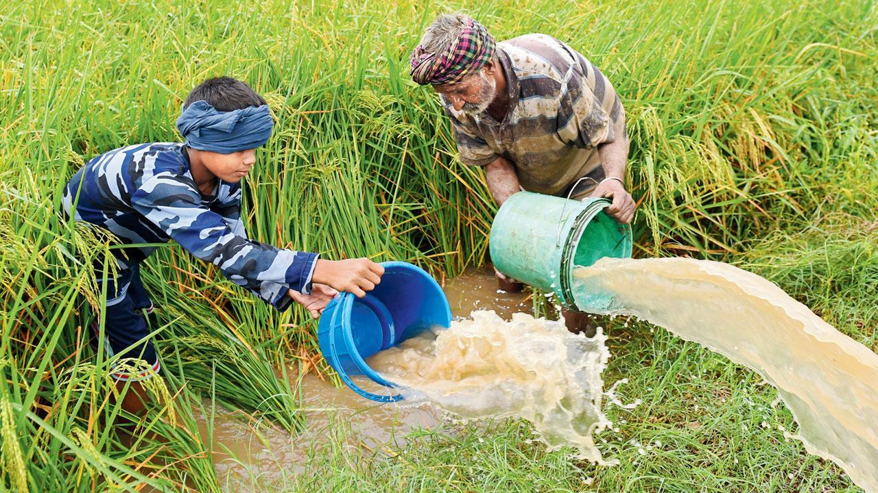 Experts suggest sowing maize, bajra, veggies instead in Punjab