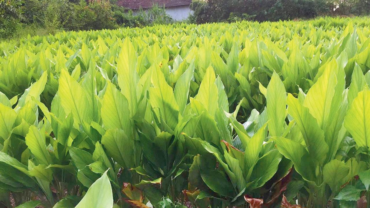 Alvinia D’souza grows her own turmeric leaves to make patoleos