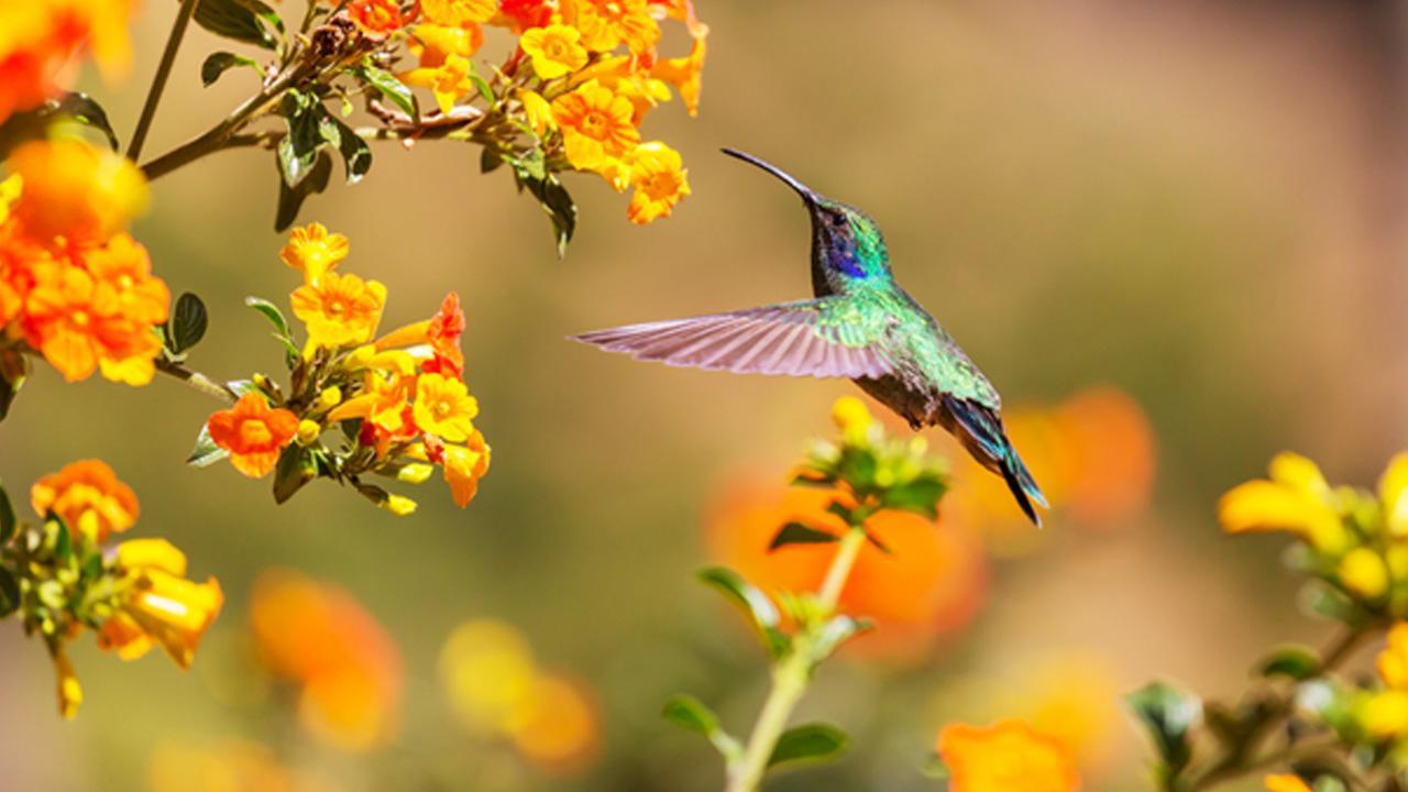 The 9 Best Hummingbird Feeders of 2023