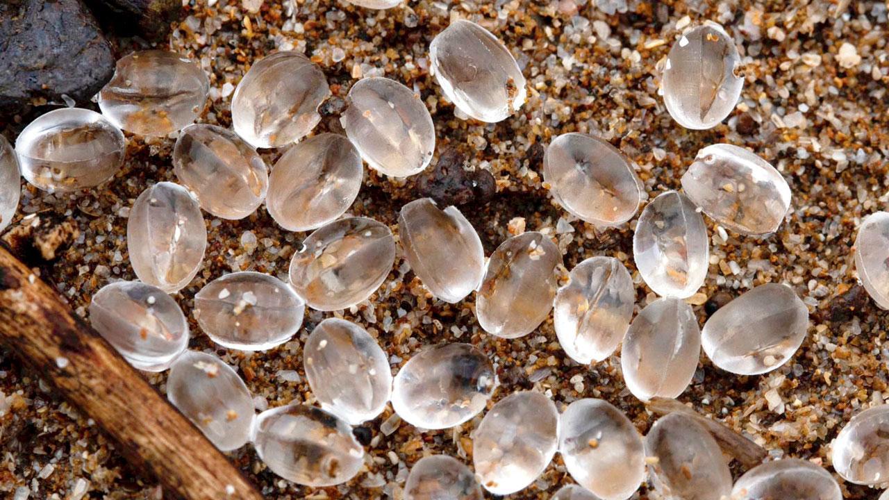 What are these tiny mystery plastic pellets inundating city coast?