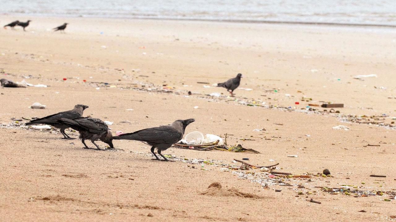 A container from a ship may have fallen into the sea, causing the nurdles to spread on Juhu beach