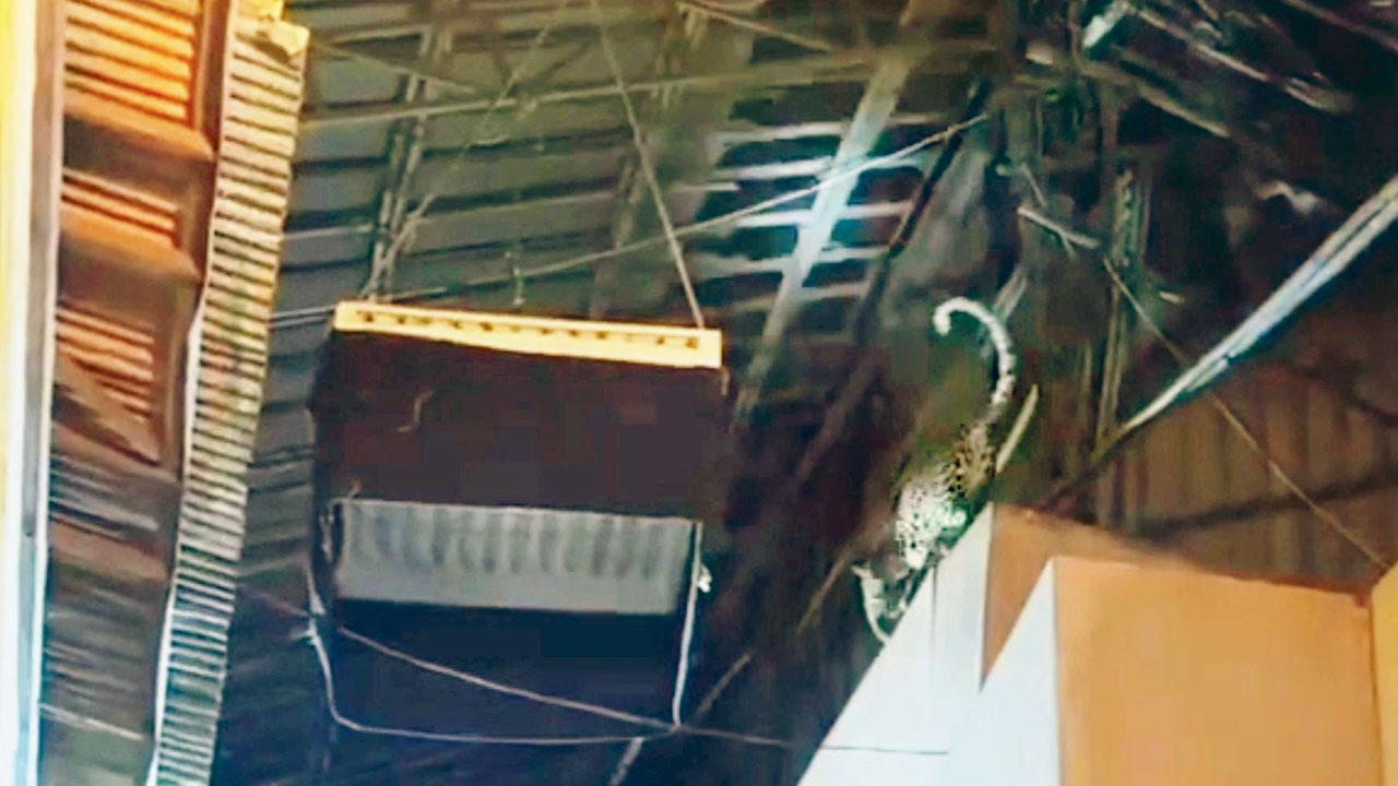 Mumbai: Camera traps set to catch leopard in Film City