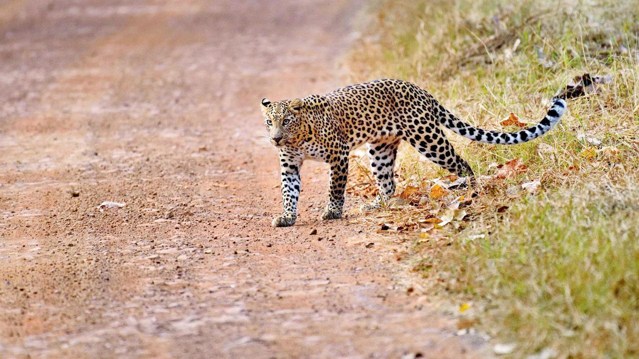 Karnataka: Girl attacked by leopard dies, govt announces compensation