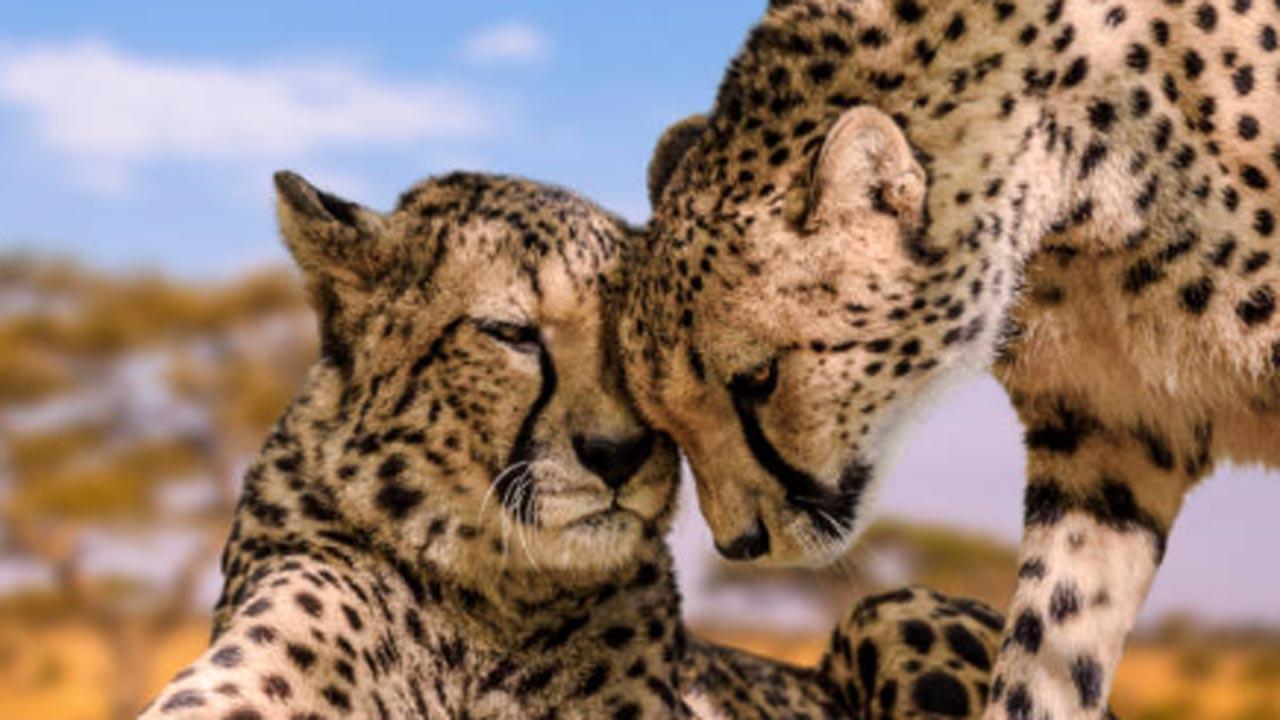 Male cheetah Tejas dies at Kuno, 7th death in last five months