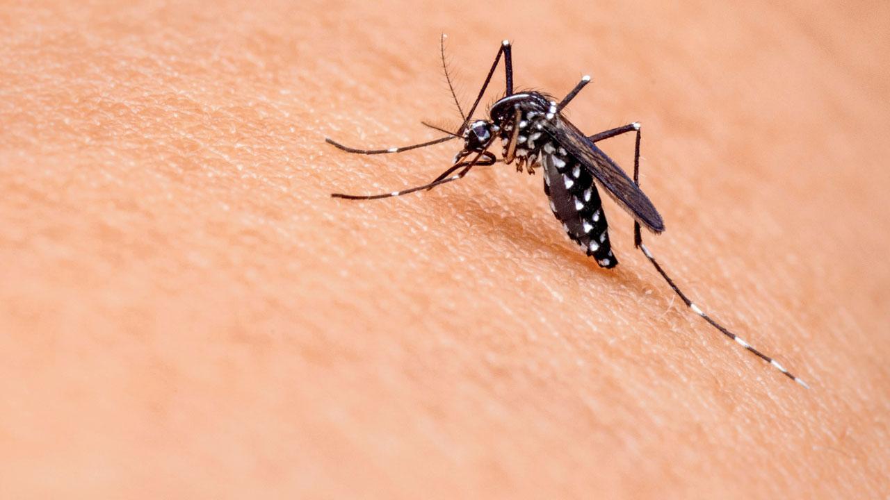 Mumbai: Unusual monsoon patterns spark surge in dengue cases