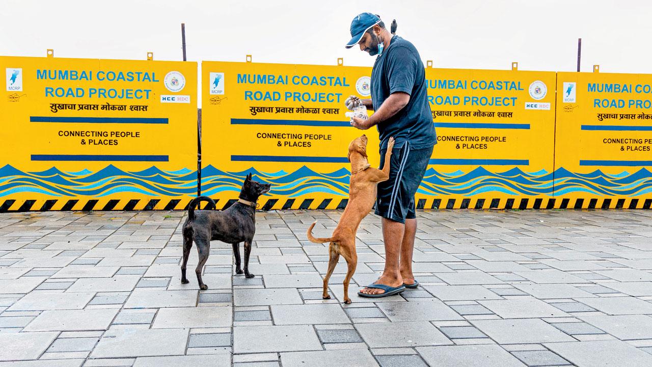 Aditya Natrajan feeds strays on Marine Drive. Pic courtesy/Sarika Nerurkar