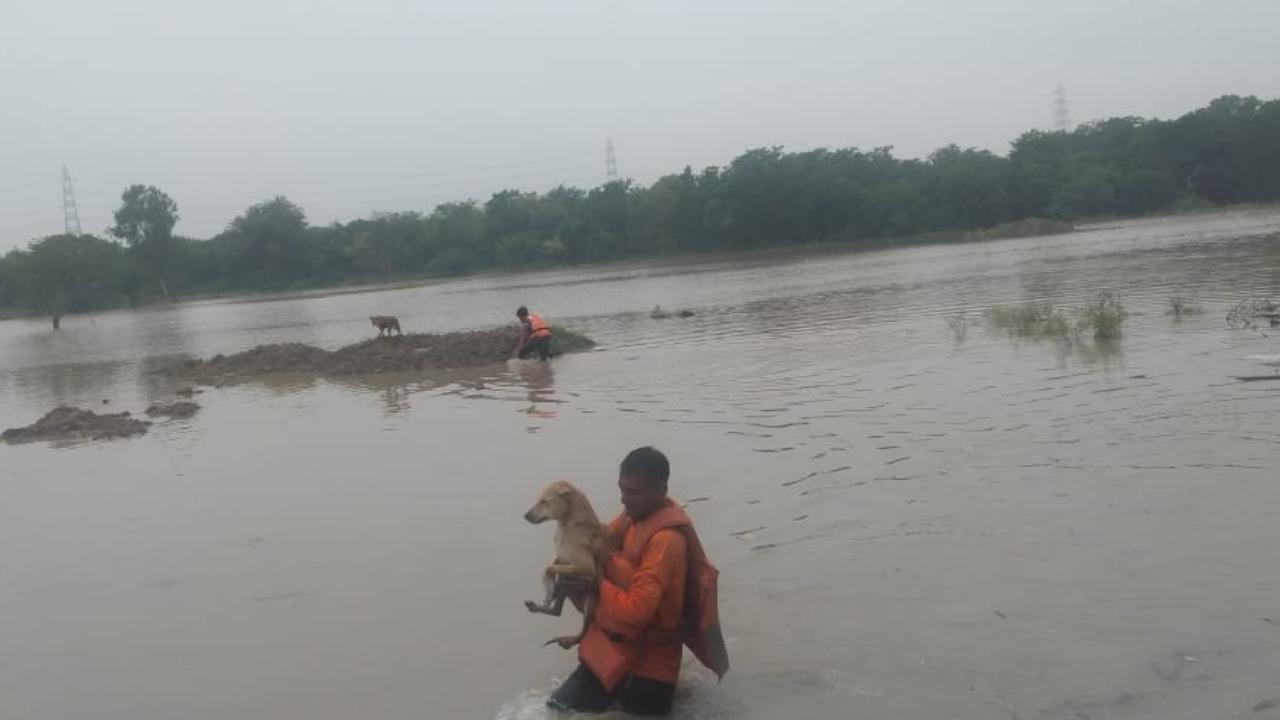 The rescue operations by NDRF are being carried out in Uttar Pradesh, Delhi and Haryana. NDRF till Wednesday evening had safely rescued 168 people and 120 animals in North East Delhi, Palwal, Saharanpur, etc, the NDRF said