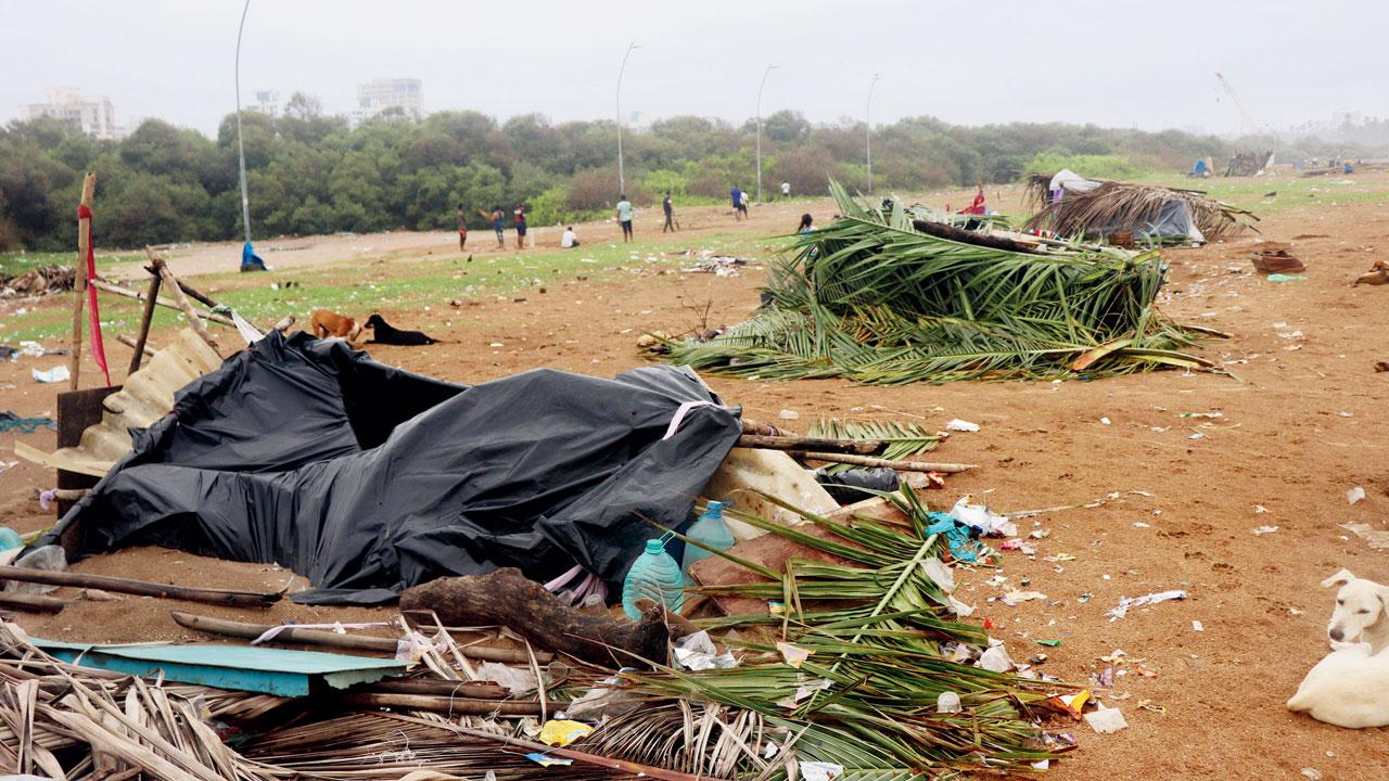 The illegally grown methi that the cops got rid of. Pics/Anurag Ahire