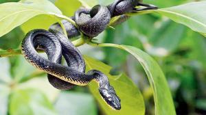 Fascinated with snakes? Learn more about them from this list of resources