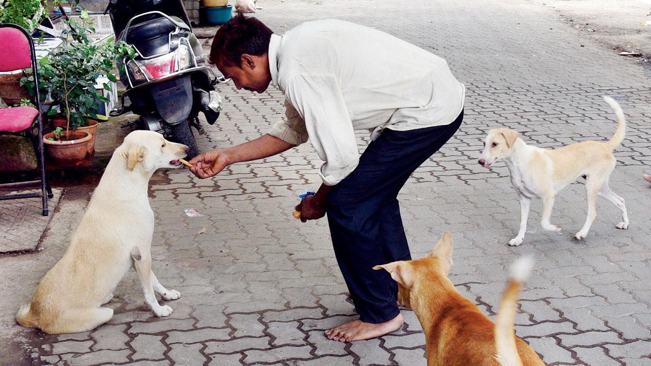 Have Mumbai’s stray dogs doubled in 10 years?