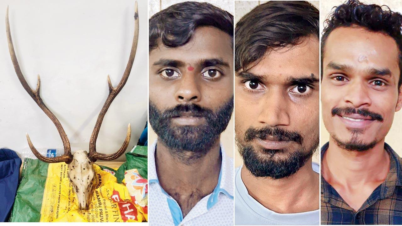 Mumbai: Trio held by D N Nagar police for attempting to sell sambar’s skull