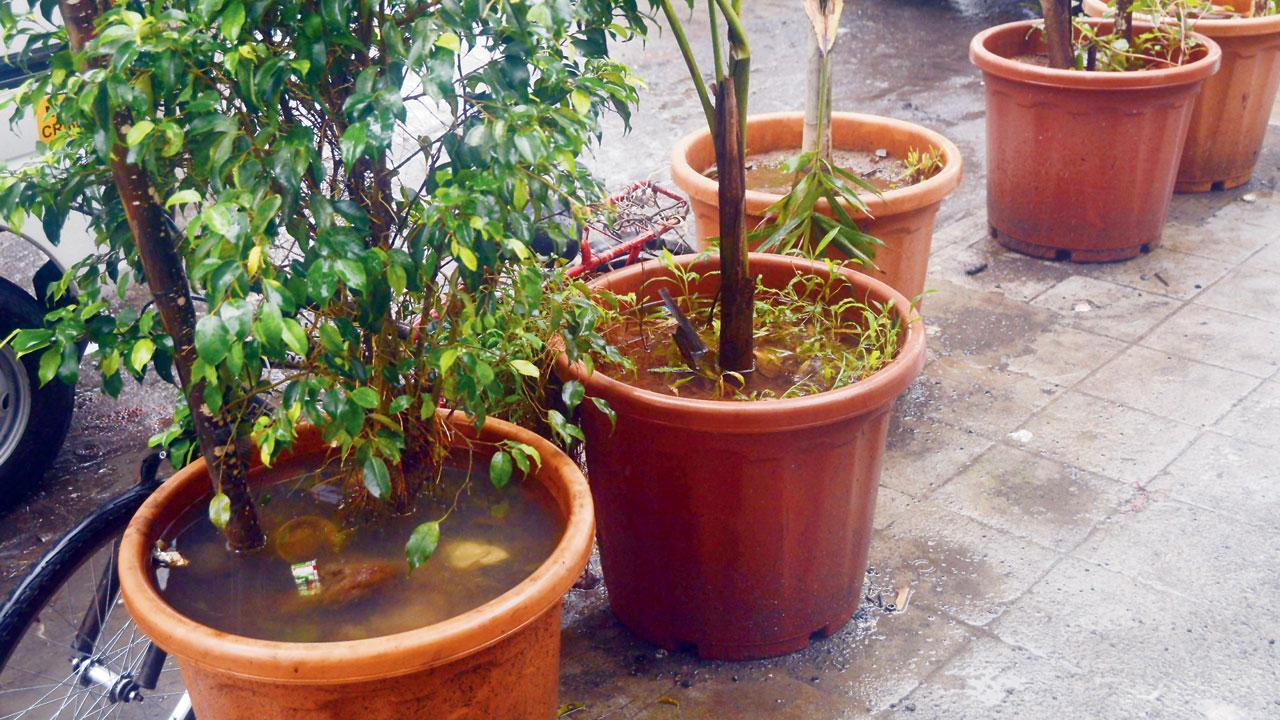 Beautification projects turn into mosquito breeding spots