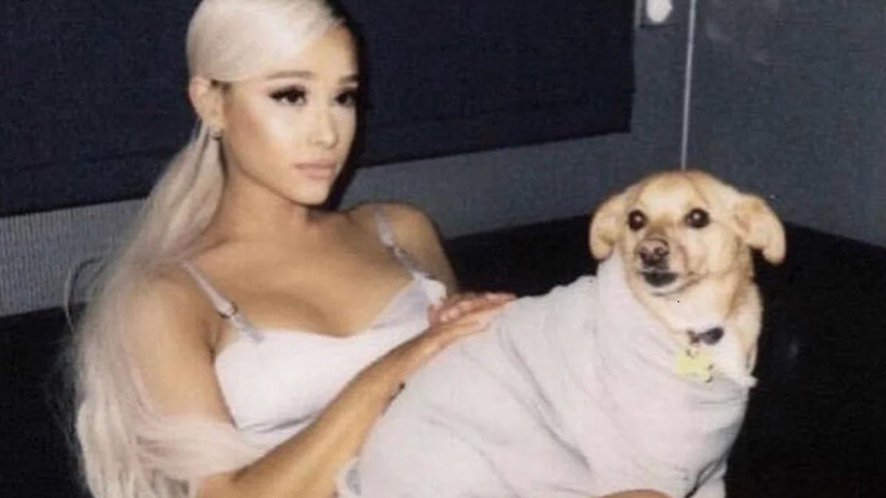 Ariana Grande has not just adopted dogs but also started a nonprofit animal shelter called Orange Twins Rescue in Los Angeles.