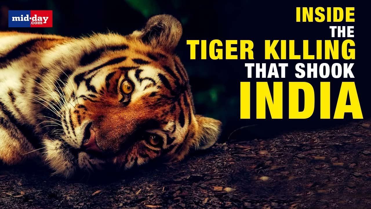 Inside the controversial killing of ‘man-eater' Tigress Avni