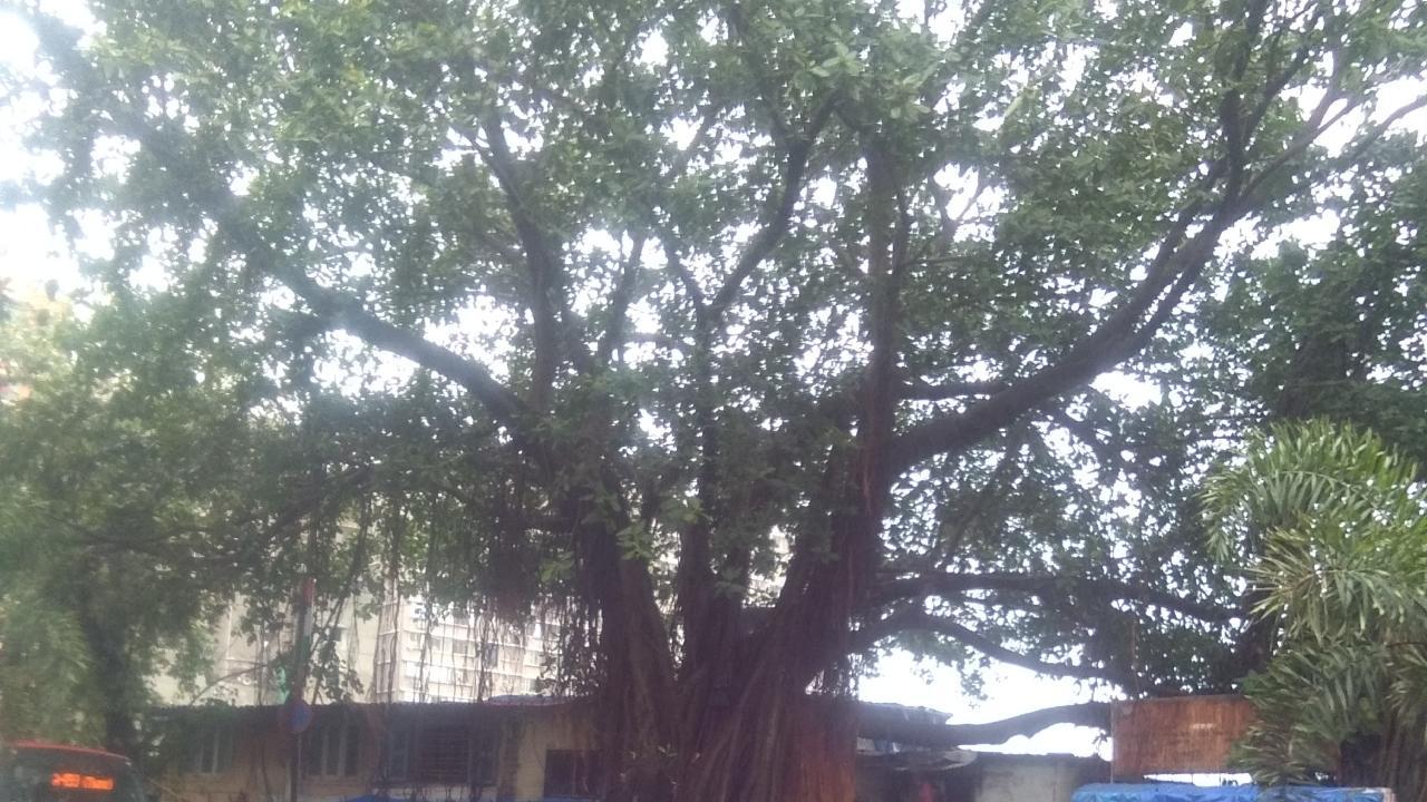 Mumbai: Environmentalists step forward to save large banyan trees in Ghatkopar, PMO responds