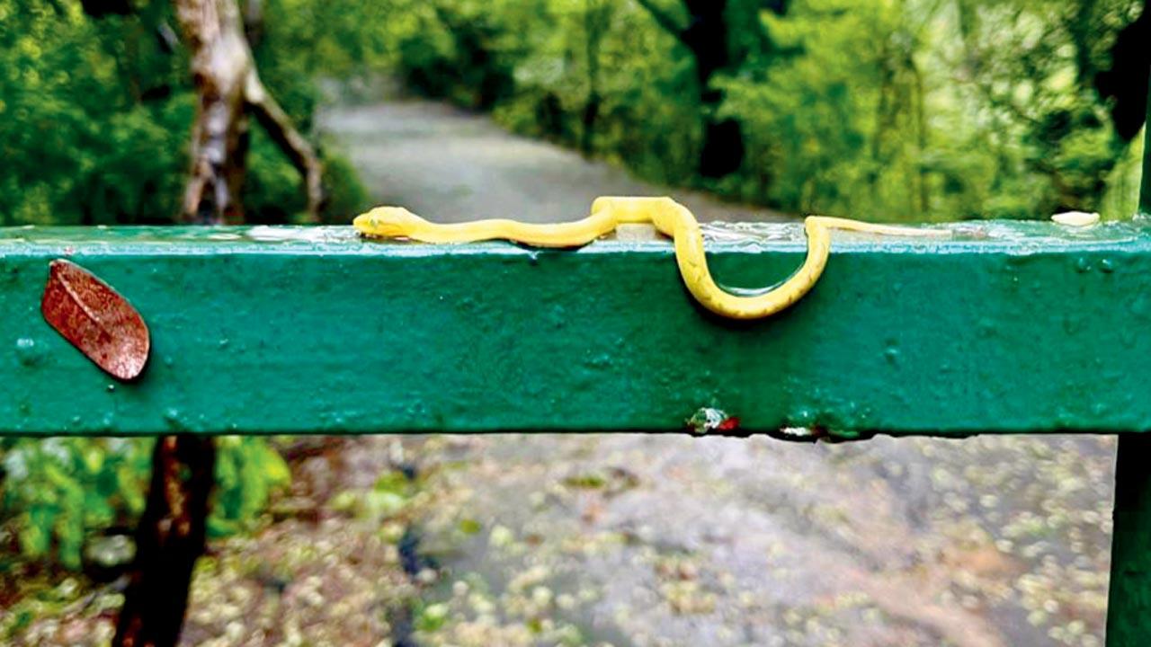 Bamboo Pit Viper. Pic Courtesy/Rahulratan Chauhan 
