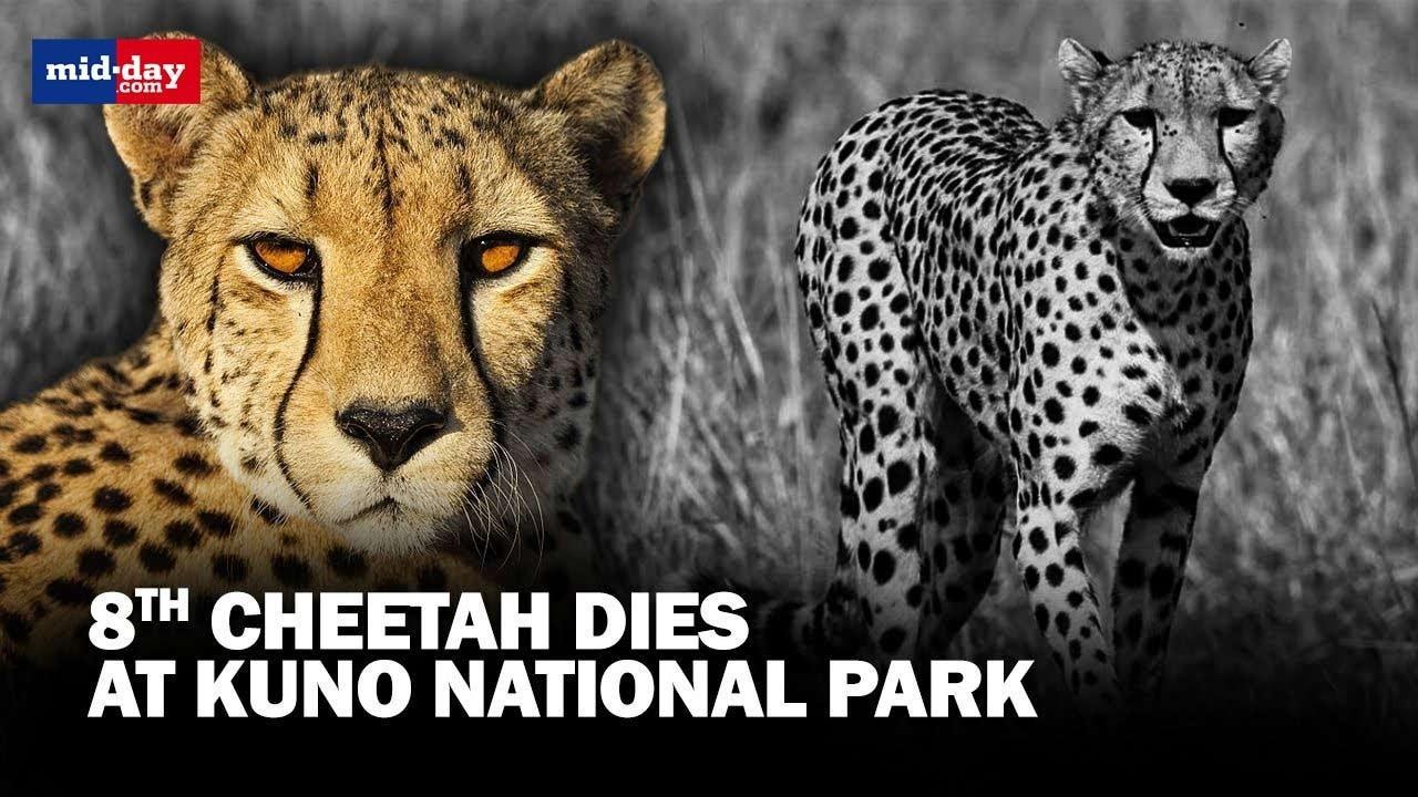 Kuno National Park: Eighth Cheetah found dead in 4 months
