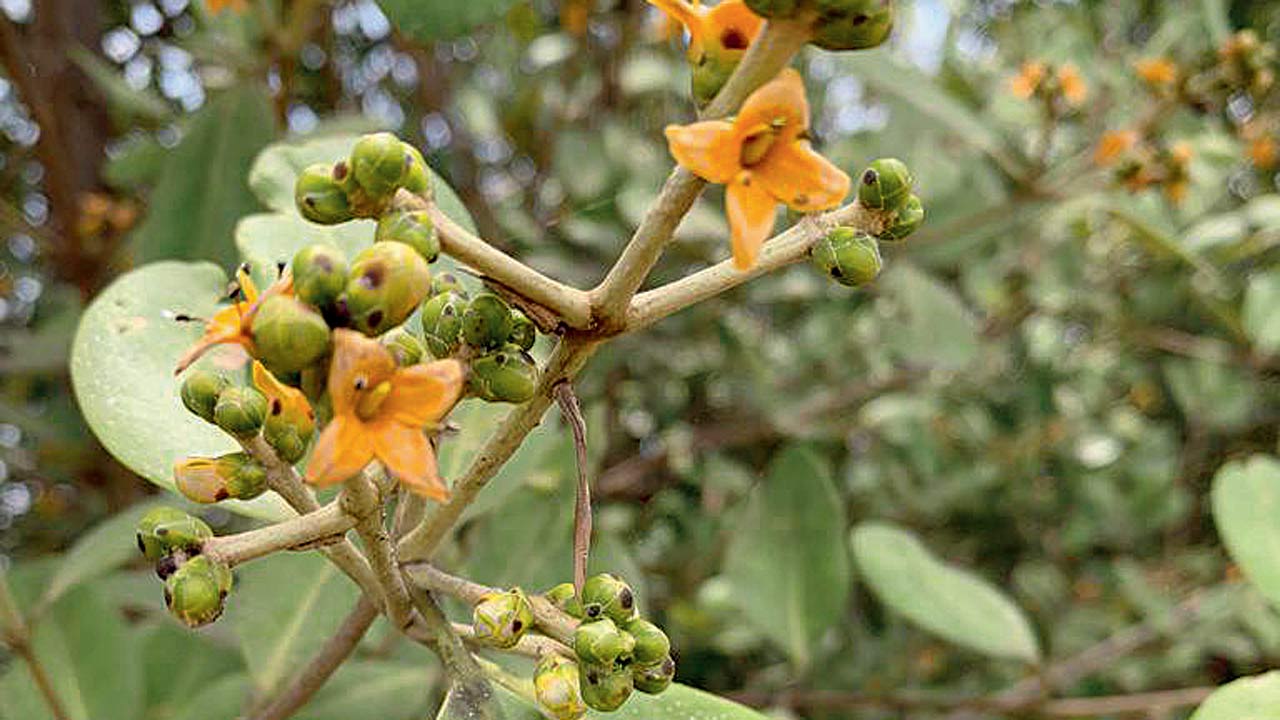 Avicennia officinalis species found at Vaitarna creek