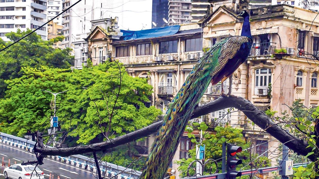 Mumbai Diary: Thursday Dossier