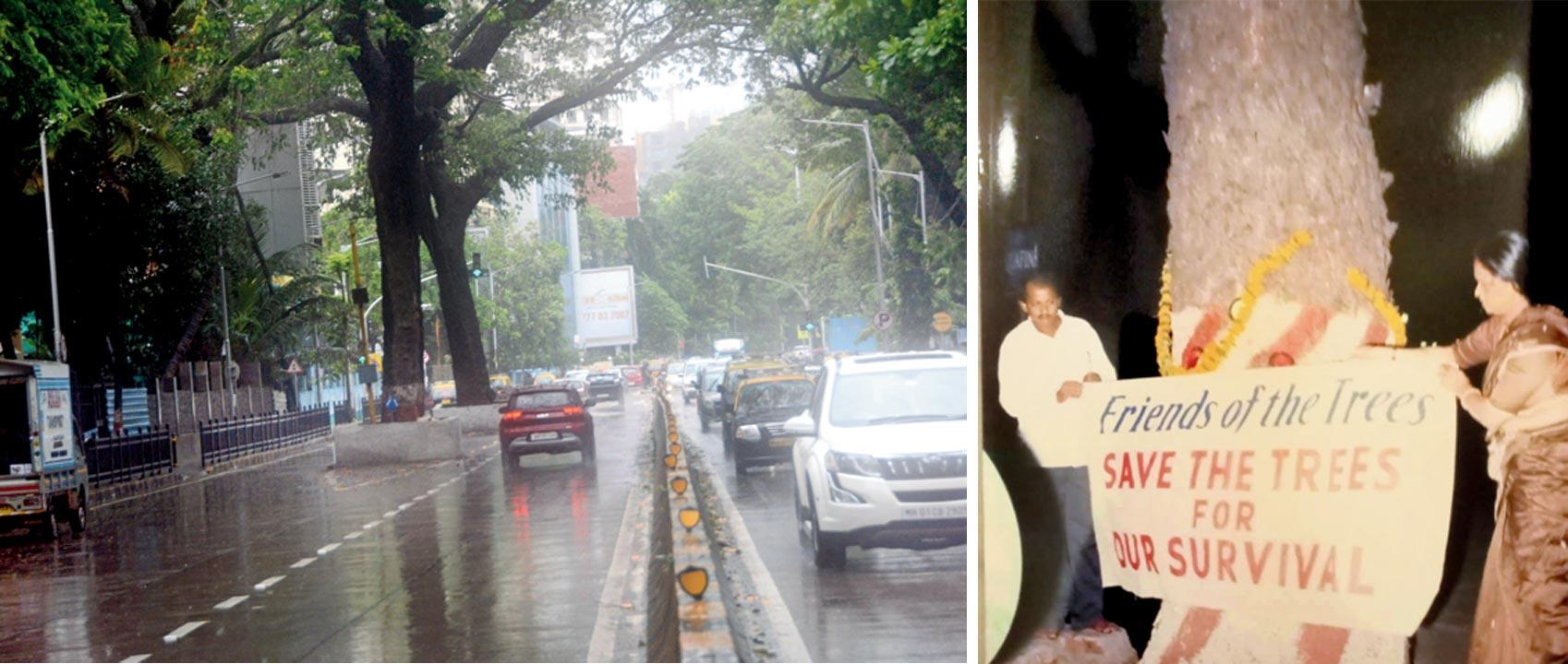 The trees on Cadell Road, Dadar. Pic/Sayyed Sameer Abedi; (right) a photo from the time of filing the petition. Pic Courtesy/Rajan Jayakar