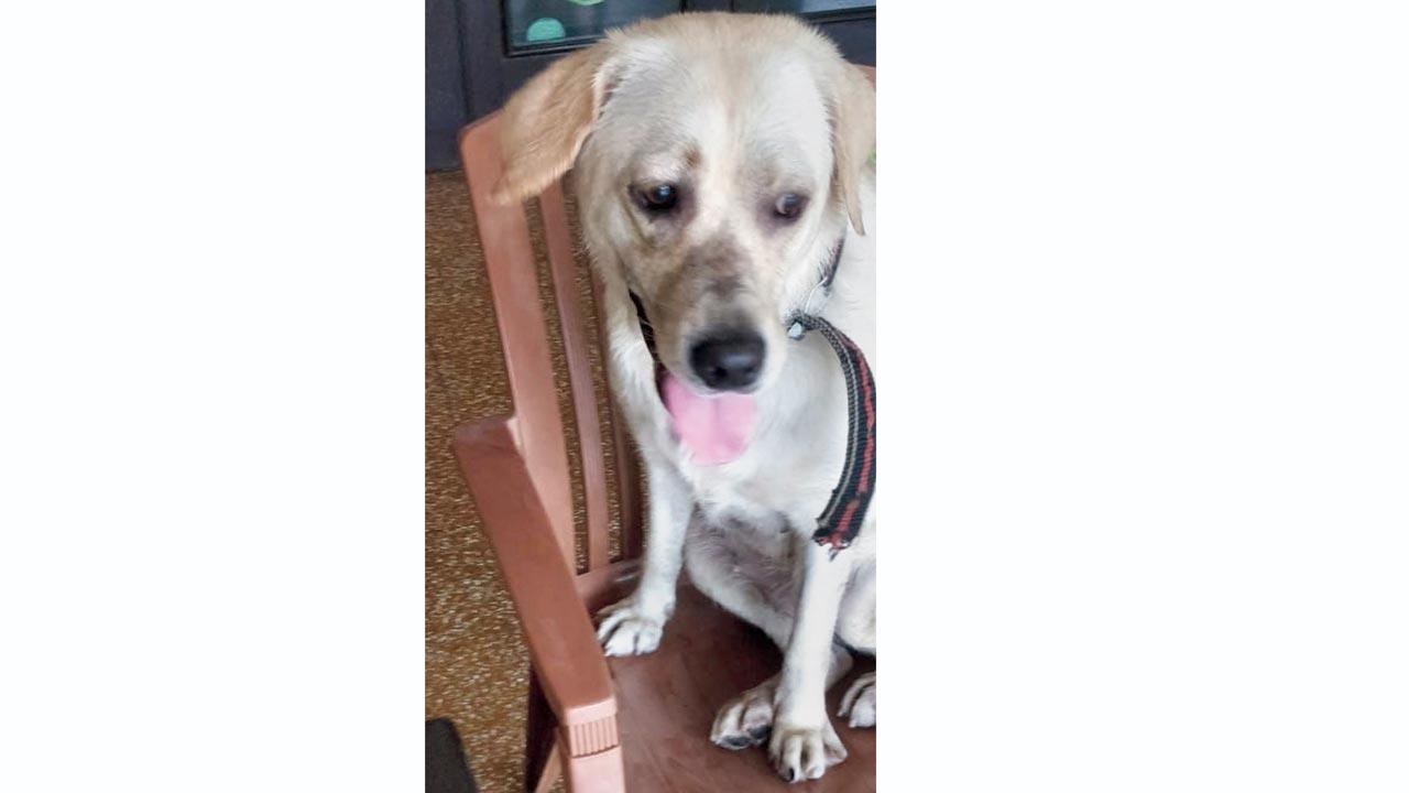 Barks in the Baug