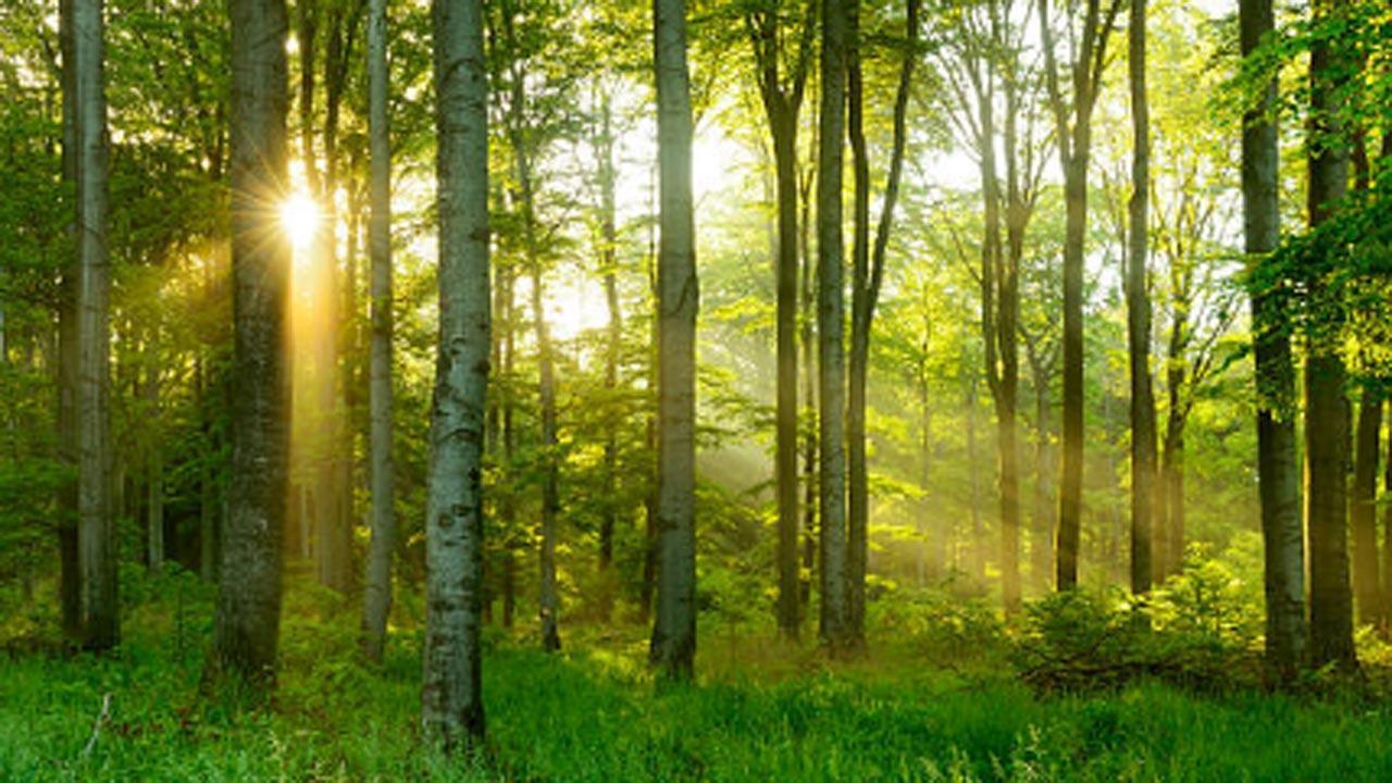 Study reveals forest may adapt to climate change, but not quickly enough