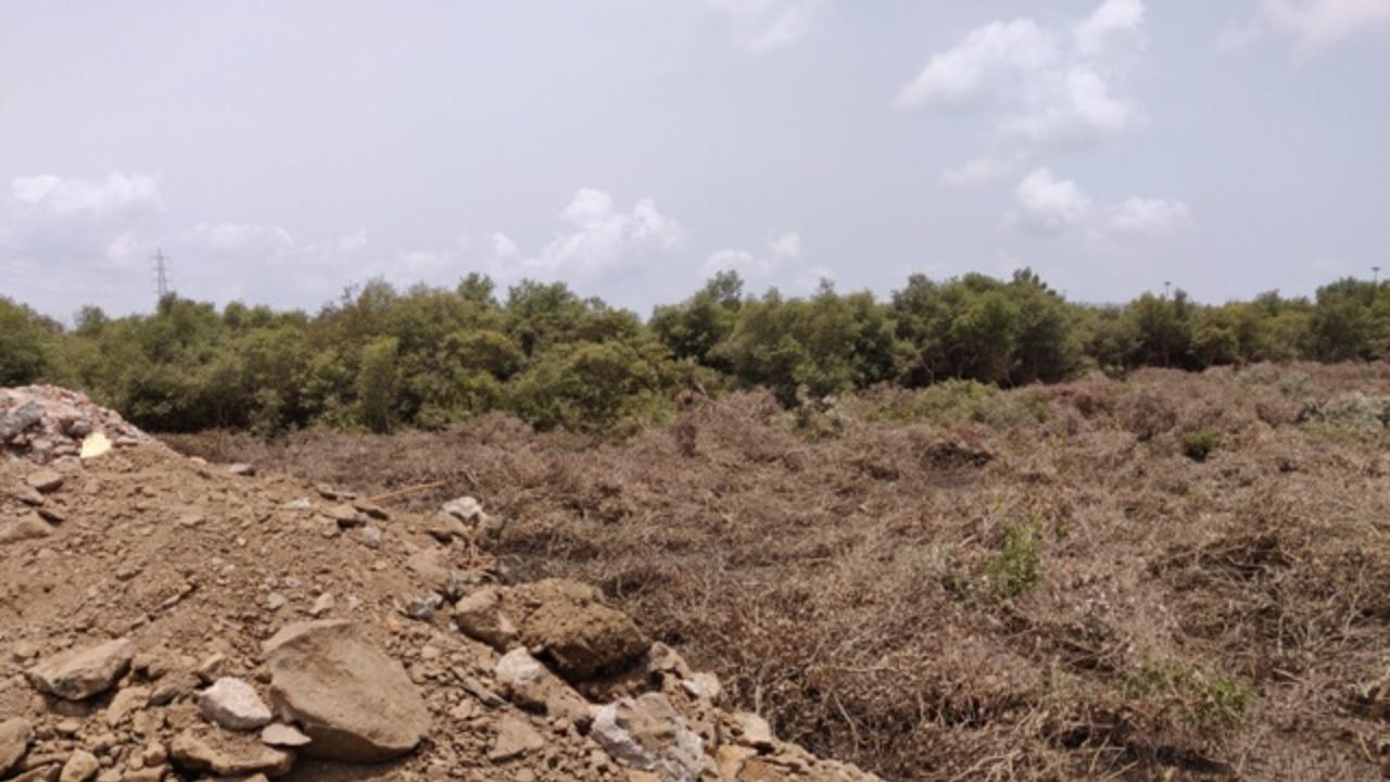 Committee to set up control room to protect mangroves in MMR
