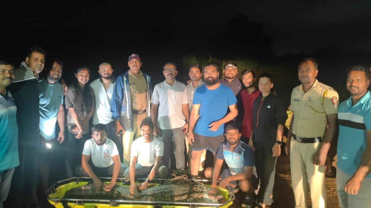 Maharashtra: 7-feet long crocodile rescued from Raigad`s Mangaon Maharashtra: 7-feet long crocodile rescued from Raigad`s Mangaon