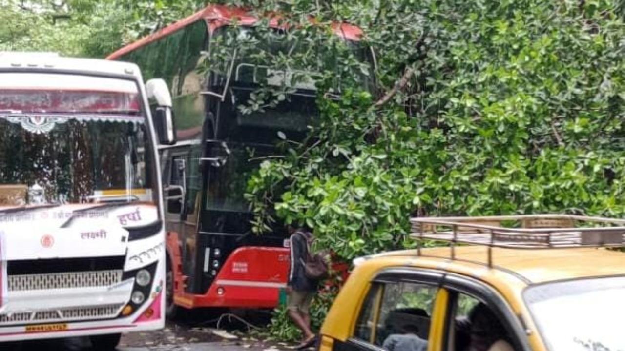 A tree fell on a new air-conditioned double-decker electric bus (Photo/Ranjan)