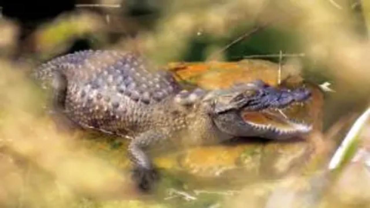 Mumbai: Baby crocodile rescued from chawl in Mulund
