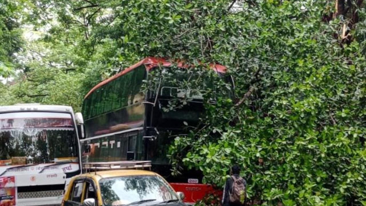 BREAKING: Tree falls on AC double-decker e-bus, no injuries reported