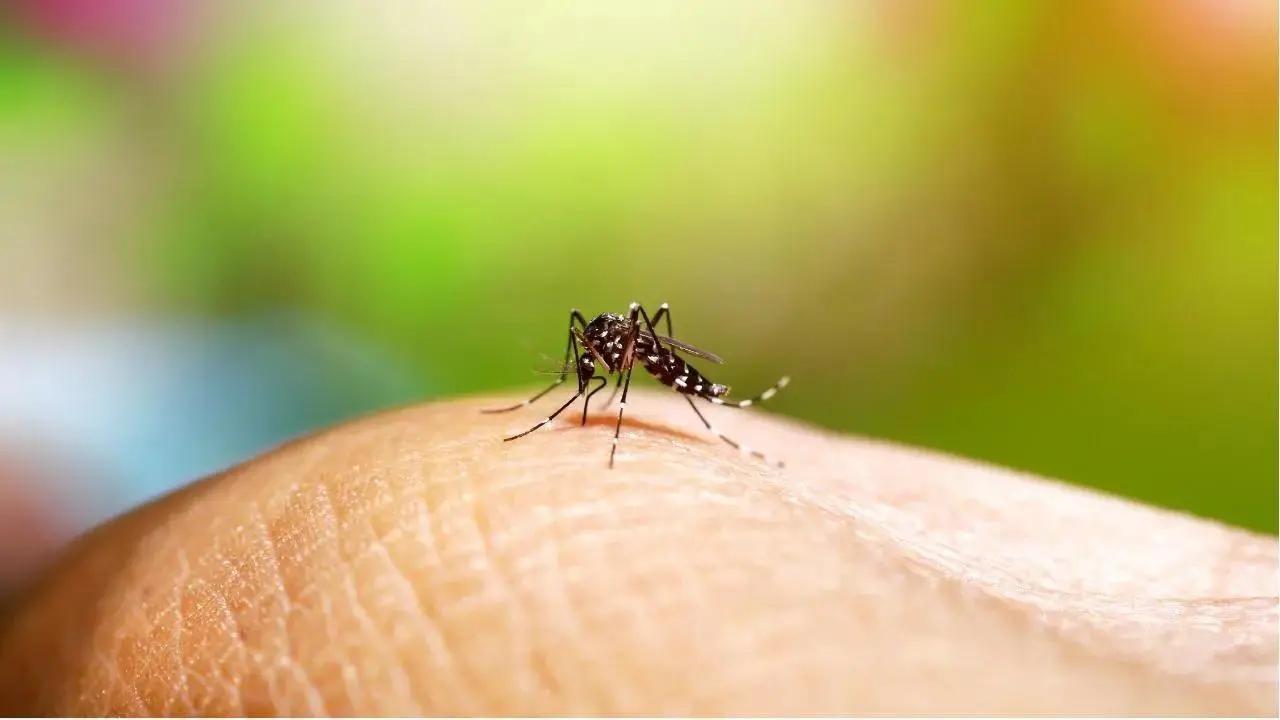 Malaria cases on the rise in Mumbai